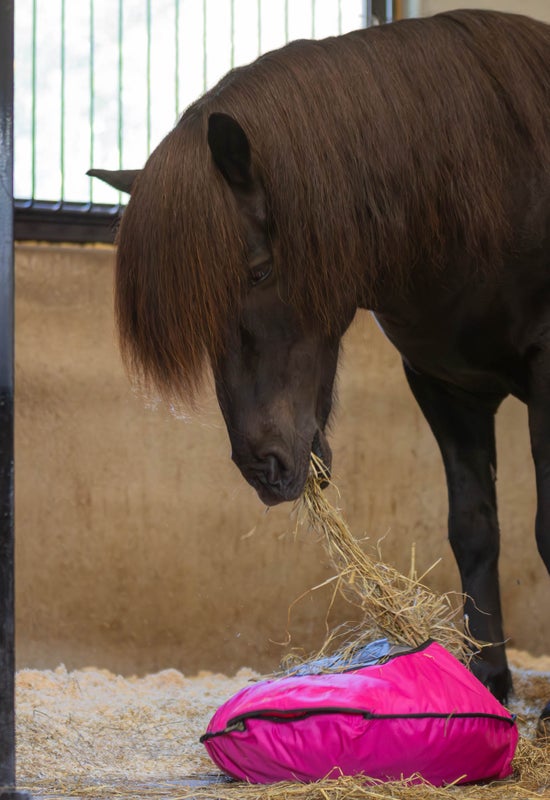 Fluffy Feeder Icelandic horse