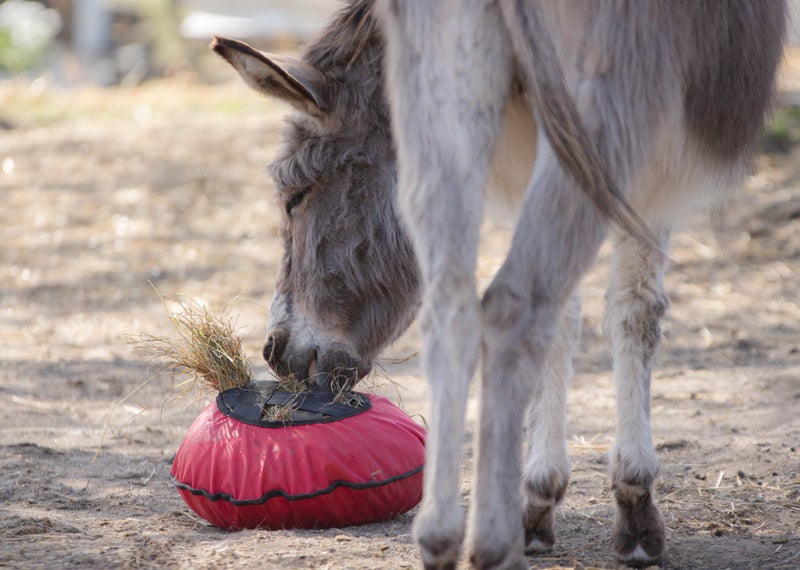 Mini Fluffy with donkey