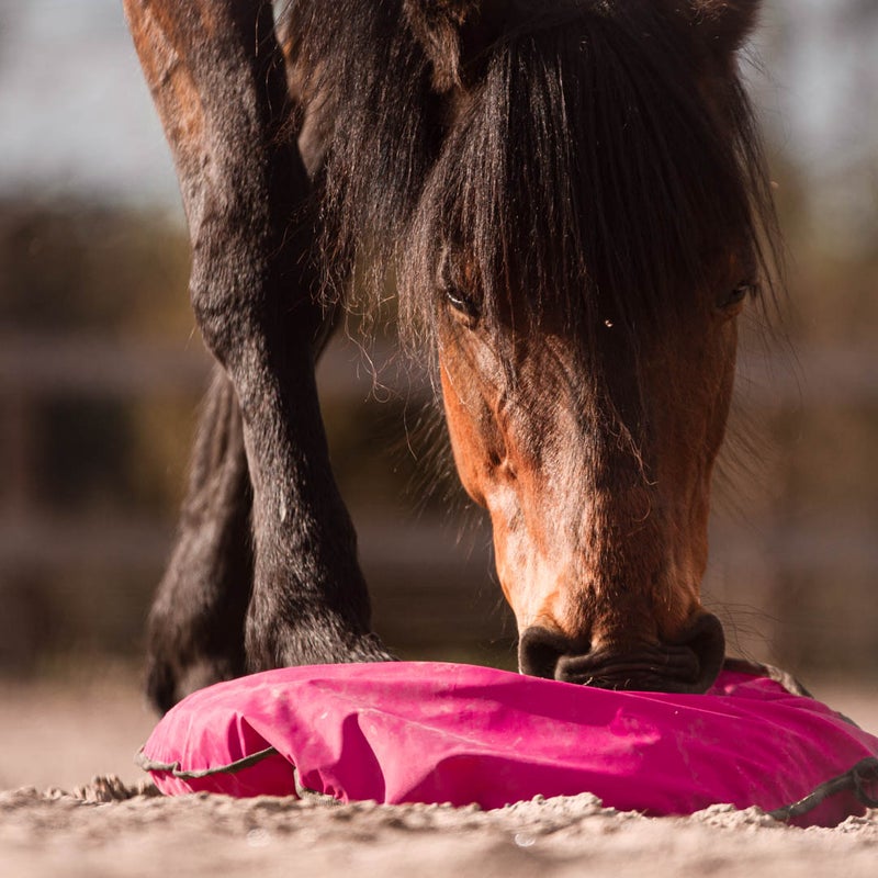 Fluffy Feeder fuchsia (23 of 29)